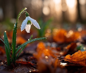 Grafika AI, Liście, Mokry, Przebiśnieg