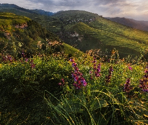 Dagestan, Tarasy, Rosja, Kaukaz Północny, Kwiaty, Góry, Zachód Słońca, Polana