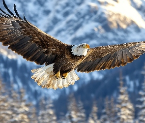 Ptak, Skrzydła, Rozpostarte, Bielik amerykański, Fruwający