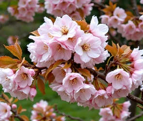 Grafika AI, Gałąź, Kwitnące, Drzewo owocowe