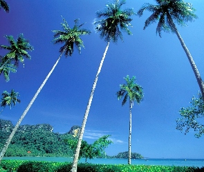 Palmy, Niebo