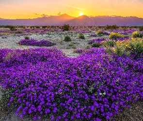 Kwiaty, Zachód słońca, Kalifornia, Krzewy, Góry, Stany Zjednoczone, Park stanowy Anza Borrego Desert