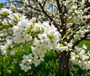 Gałęzie, Białe, Drzewo owocowe, Kwiaty