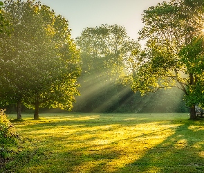 Łąka, Przebijające światło, Drzewa, Zielone, Park
