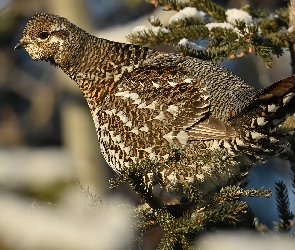 Borowiak kanadyjski, Gałązki, Ptak