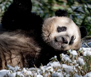 Śnieg, Trawa, Leżąca, Panda wielka