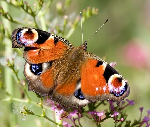 Pomarańczowy, Pawik, Rusałka, Motyl