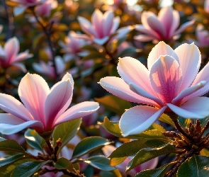 Jasnoróżowe, Zbliżenie, Magnolie
