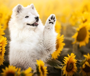 Słoneczniki, Kwiaty, Pies, Samojed