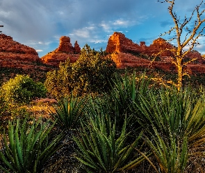 Rośliny, Drzewa, Arizona, Stany Zjednoczone, Sedona, Skały