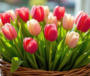 Tulipany, Koszyk, Kwiaty