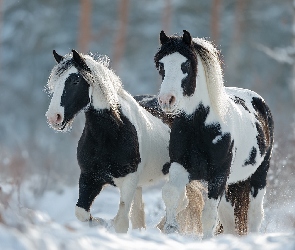 Grafika AI, Zima, Konie, American Paint Horse