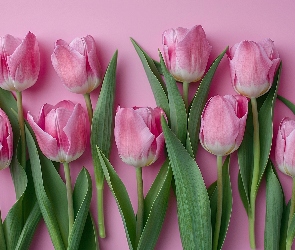 Listki, Tło, Różowe, Tulipany