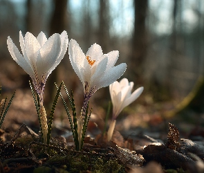 Krokusy, Grafika AI, Białe