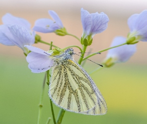 Bielinek bytomkowiec, Kwiaty, Gałązka, Zbliżenie, Motyl