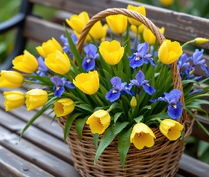 Koszyk, Irysy, Żółte, Ławka, Niebieskie, Kwiaty, Tulipany