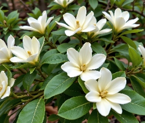 Krzew, Magnolia, Kwiaty, Białe, Listki, Gałązki