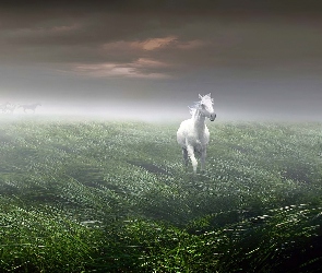 Koń, Mgła, Biały