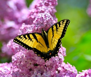 Motyl, Lilak, Kwitnący, Paź królowej, Żółto-czarny