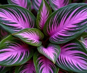 Purpurowo-zielone, Liście, Roślina