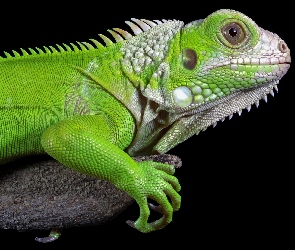 Drzewo, Zbliżenie, Iguana, Legwan zielony