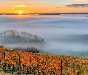 Ogrodzenie, Winnice, Nadrenia Palatynat, Mgła, Wschód słońca, Niemcy, Eifel