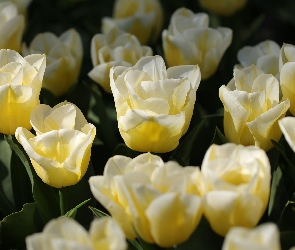 Tulipany, Jasnożółte, Kwiaty