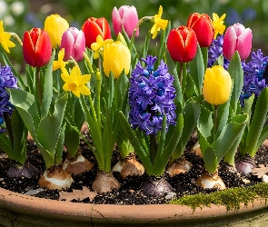 Donica, Tulipany, Kwiaty, Hiacynty