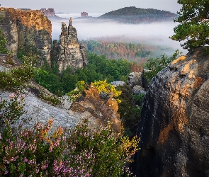 Park Narodowy Saskiej Szwajcarii, Lasy, Niemcy, Góry Połabskie, Wrzosy, Skały, Mgła, Drzewa
