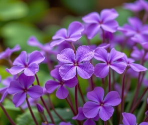 Kwiaty, Drobne, Rozwinięte, Fioletowe