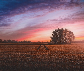 Drzewa, Zachód słońca, Pole uprawne
