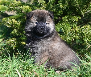 Pies, Szpic eurasier, Szczeniak