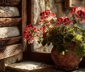 Okiennice, Parapet, Gliniana, Grafika AI, Stary, Pelargonie, Donica
