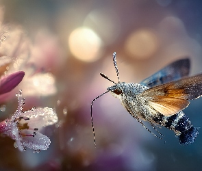 Fruczak gołąbek, Grafika AI, Rosa, Kwiaty, Motyl