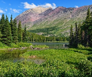 Montana, Jezioro, Stany Zjednoczone, Góry Skaliste, Drzewa, Park Narodowy Glacier, Trawa, Swiftcurrent Lake