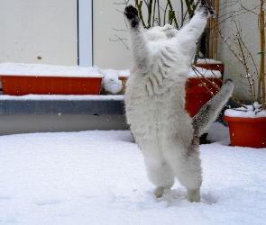 Stojący, Śnieg, Kot