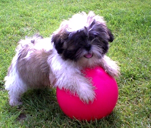 Shih Tzu