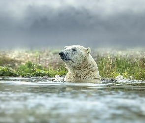 Woda, Kąpiel, Niedźwiedź polarny