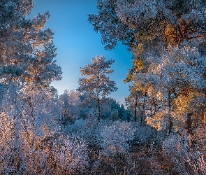 Trawa, Zima, Szron, Drzewa, Oszroniona