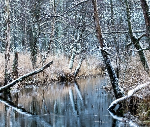 Las, Rzeka, Trawa, Drzewa, Zima