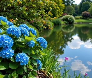 Park, Zieleń, Kwiaty, Staw, Niebieskie, Hortensje