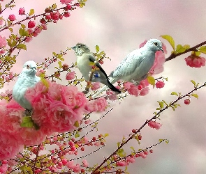 Kwiaty, Gałąź, Ptaki