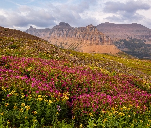 Montana, Kwiaty, Stany Zjednoczone, Góry, Łąka, Park Narodowy Glacier, Niebo, Polana