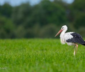 Łąka, Trawa, Bocian