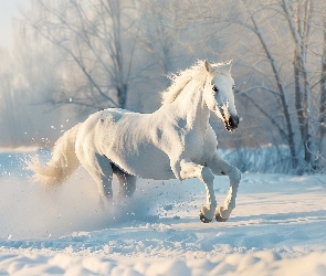 Biały, Drzewa, Śnieg, Koń, Zima