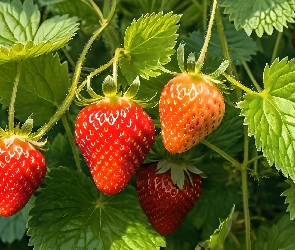 Liście, Grafika, Truskawki