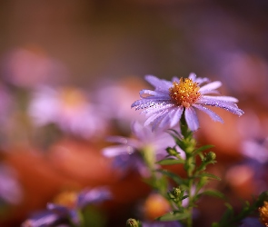 Kwiat, Fioletowy, Zroszony, Aster