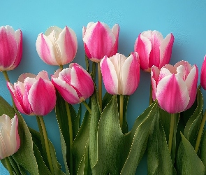 Tło, Niebieskie, Różowo-białe, Tulipany