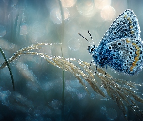 Niebieski, Trawa, Motyl, Źdźbło, Rosa, Modraszek, Grafika AI, Krople