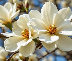 Białe, Gałązki, Magnolia, Kwiaty, Rozwinięte